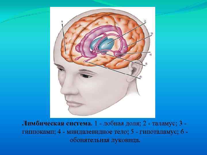 Лимбическая система. 1 - лобная доля; 2 - таламус; 3 гиппокамп; 4 - миндалевидное