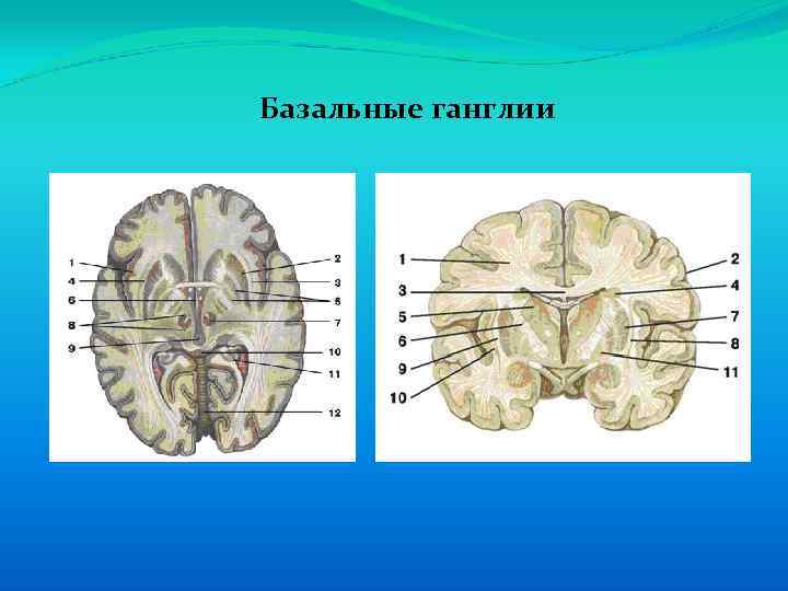 Базальные ганглии 