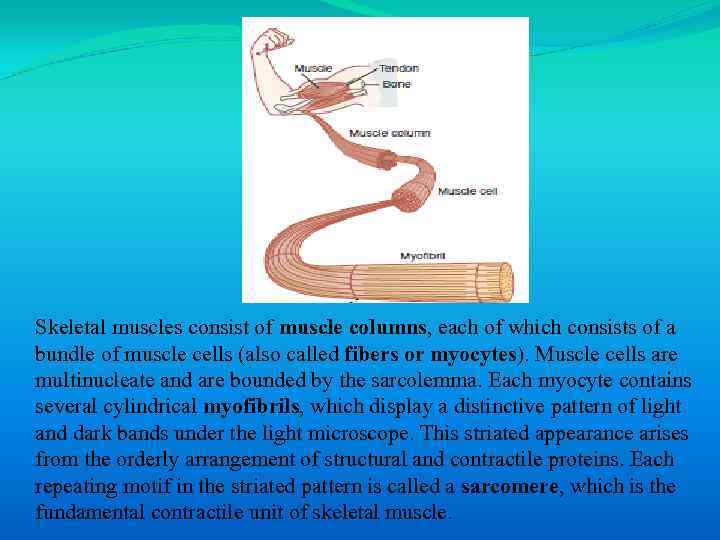 Skeletal muscles consist of muscle columns, each of which consists of a bundle of