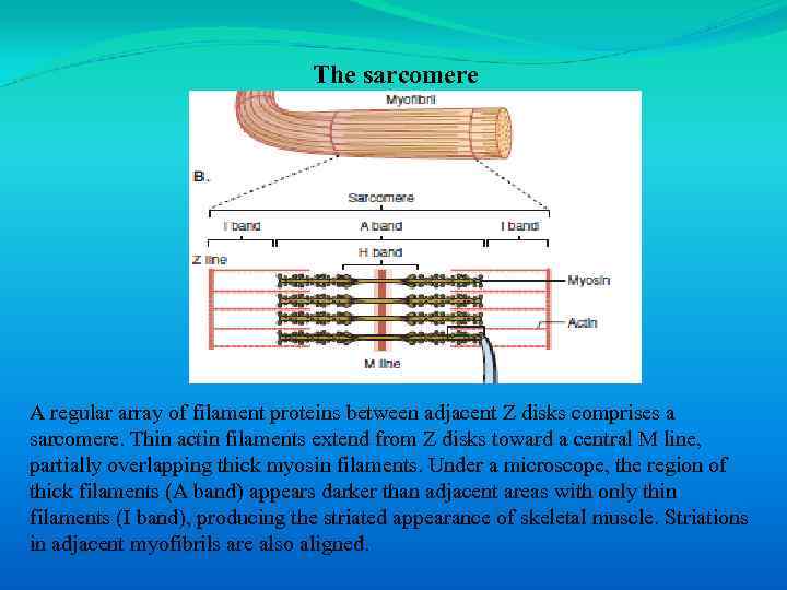 The sarcomere A regular array of filament proteins between adjacent Z disks comprises a