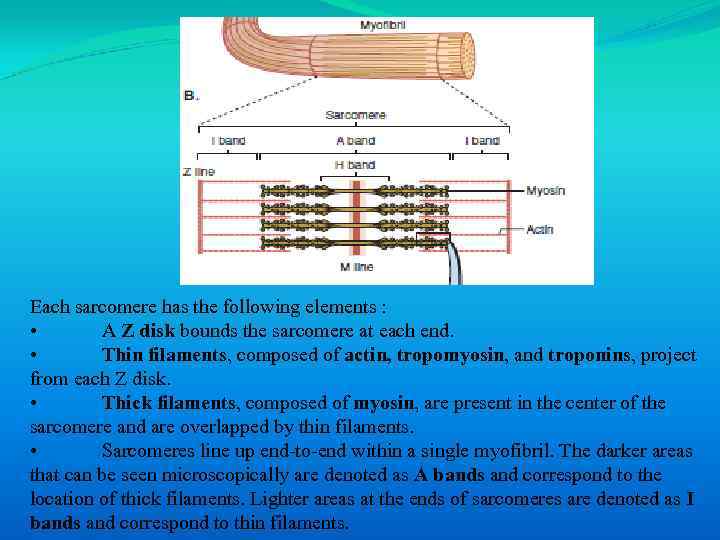 Each sarcomere has the following elements : • A Z disk bounds the sarcomere