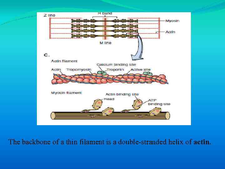 The backbone of a thin filament is a double-stranded helix of actin. 