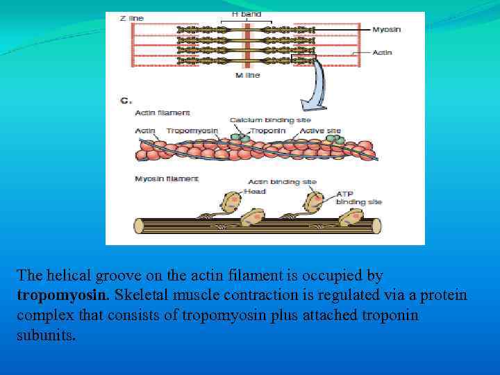 The helical groove on the actin filament is occupied by tropomyosin. Skeletal muscle contraction