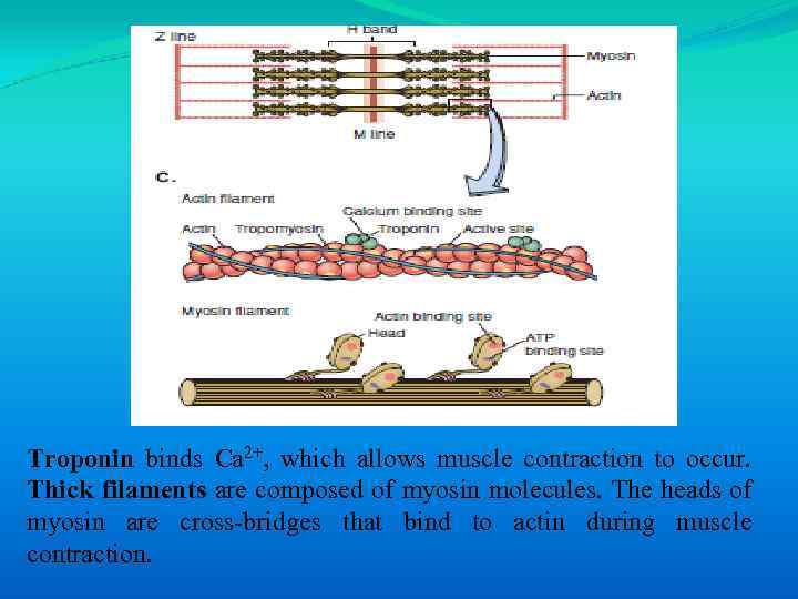 Troponin binds Ca 2+, which allows muscle contraction to occur. Thick filaments are composed