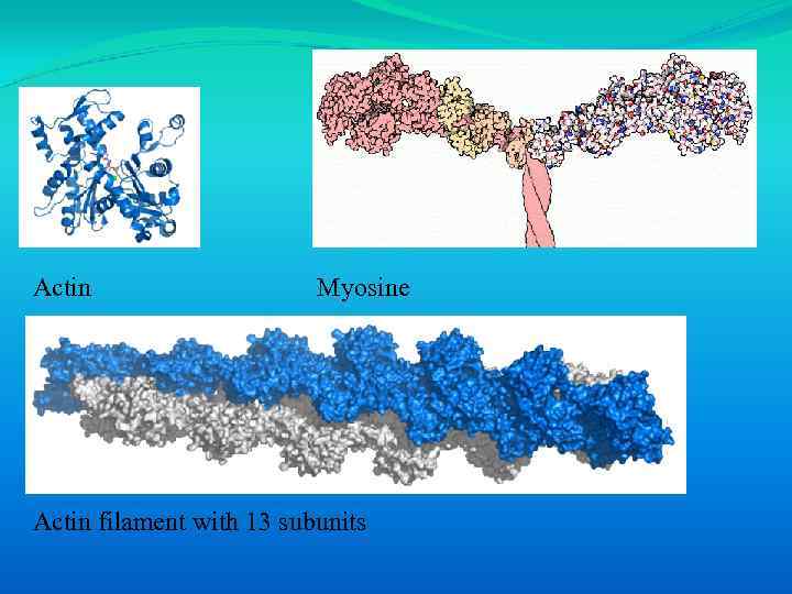 Actin Myosine Actin filament with 13 subunits 