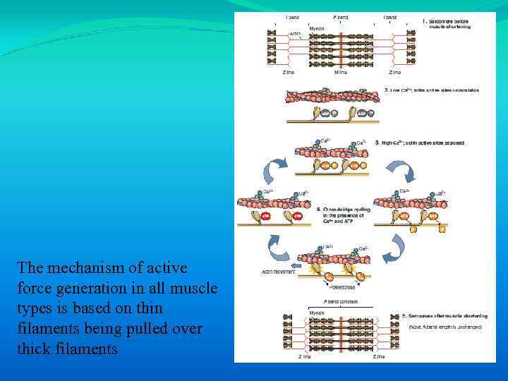 The mechanism of active force generation in all muscle types is based on thin