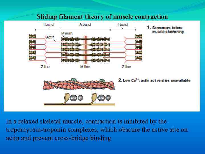 Sliding filament theory of muscle contraction In a relaxed skeletal muscle, contraction is inhibited