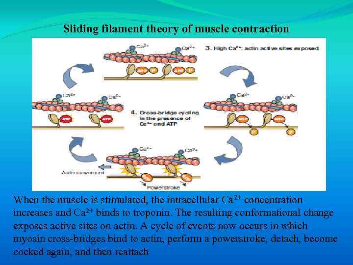 Sliding filament theory of muscle contraction When the muscle is stimulated, the intracellular Ca