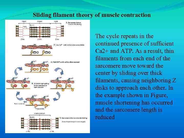 Sliding filament theory of muscle contraction The cycle repeats in the continued presence of