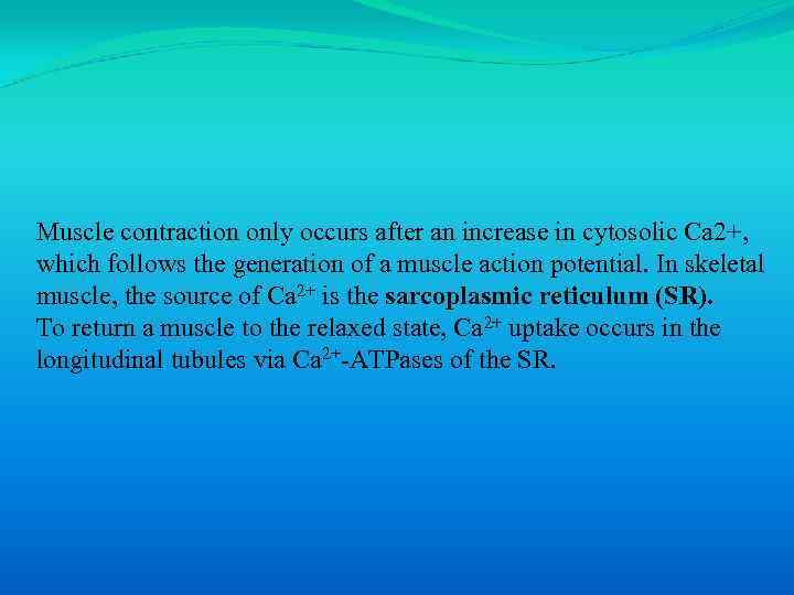 Muscle contraction only occurs after an increase in cytosolic Ca 2+, which follows the