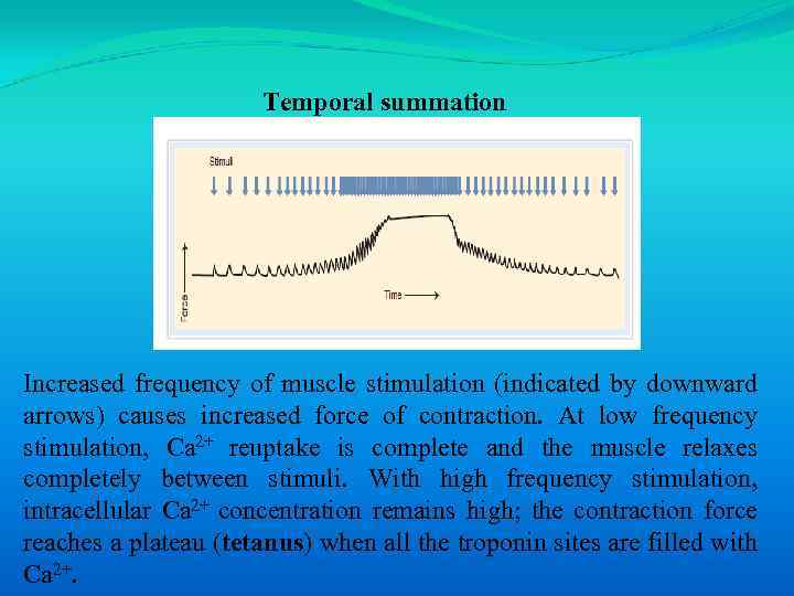 Temporal summation Increased frequency of muscle stimulation (indicated by downward arrows) causes increased force