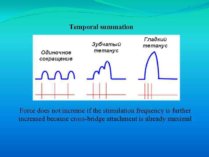 Temporal summation Force does not increase if the stimulation frequency is further increased because