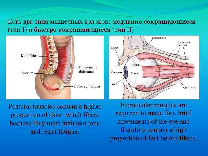 Есть два типа мышечных волокон: медленно сокращающиеся (тип I) и быстро сокращающиеся (тип II)