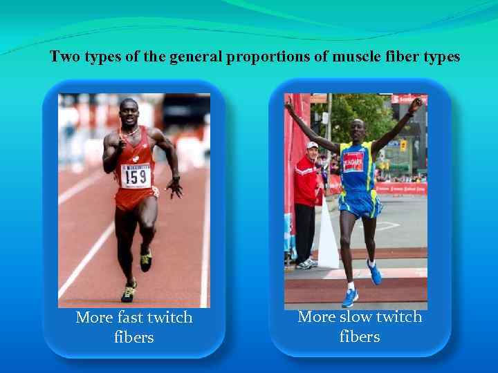 Two types of the general proportions of muscle fiber types More fast twitch fibers