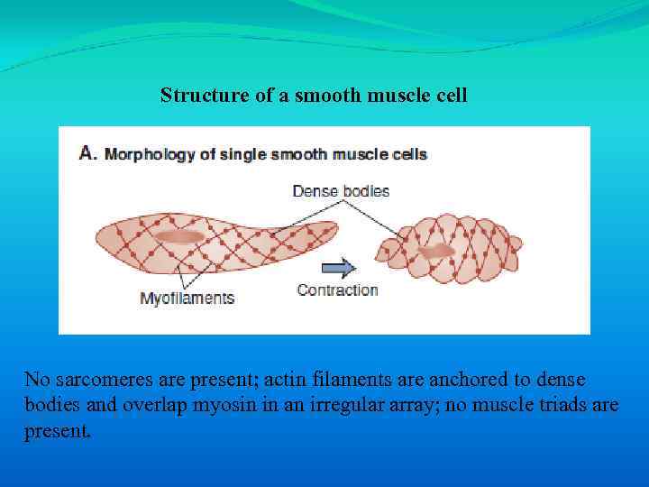 Structure of a smooth muscle cell No sarcomeres are present; actin filaments are anchored