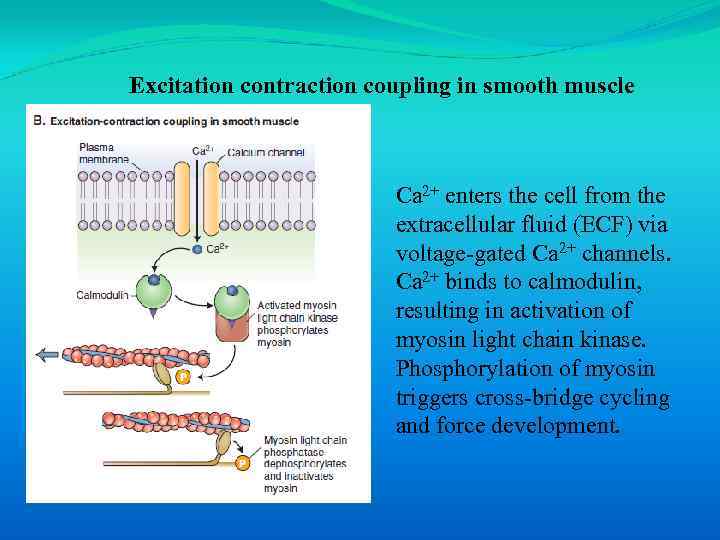 Excitation contraction coupling in smooth muscle Ca 2+ enters the cell from the extracellular