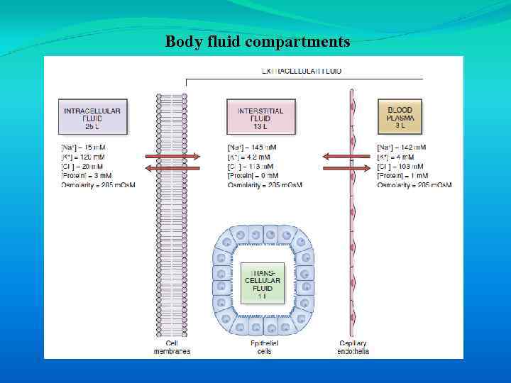 Body fluid compartments 