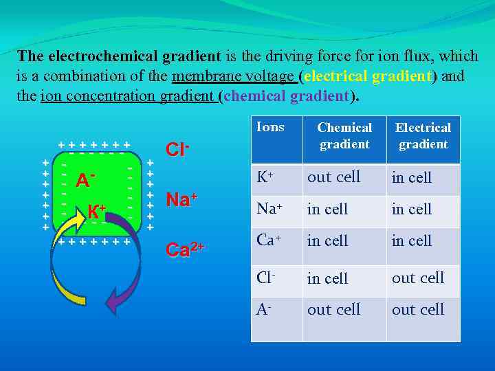 The electrochemical gradient is the driving force for ion flux, which is a combination