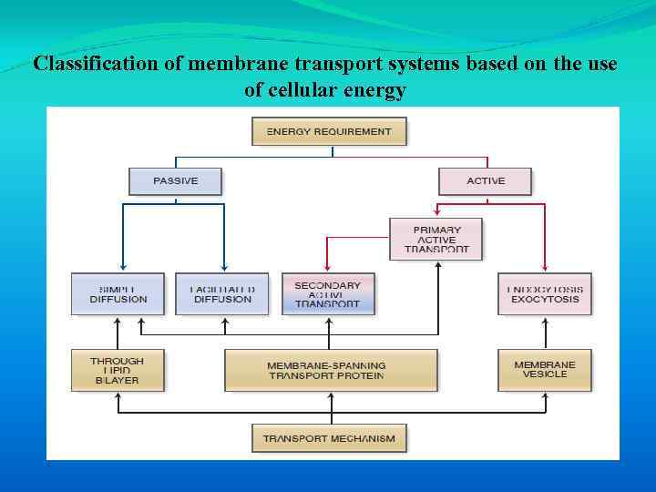 Classification of membrane transport systems based on the use of cellular energy 