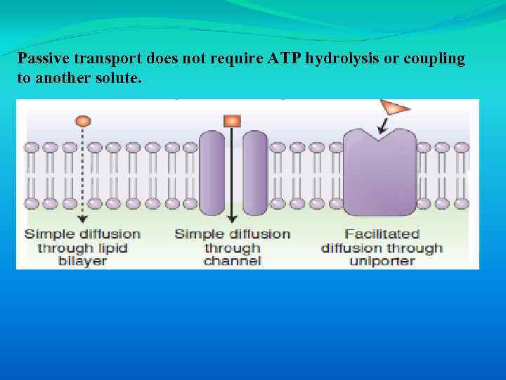 Passive transport does not require ATP hydrolysis or coupling to another solute. 