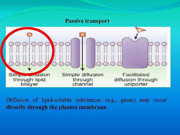 Passive transport Diffusion of lipid-soluble substances (e. g. , gases) may occur directly through