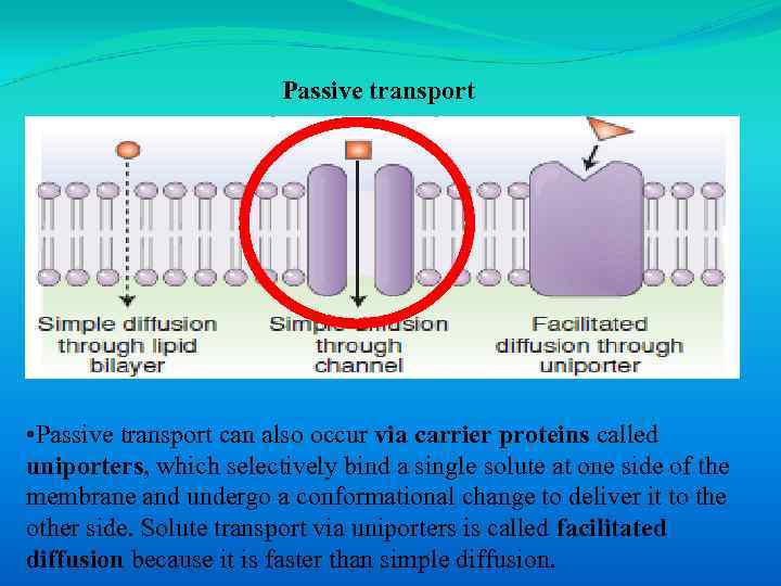 Passive transport • Passive transport can also occur via carrier proteins called uniporters, which