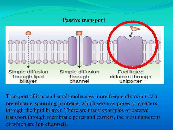 Passive transport Transport of ions and small molecules more frequently occurs via membrane-spanning proteins,