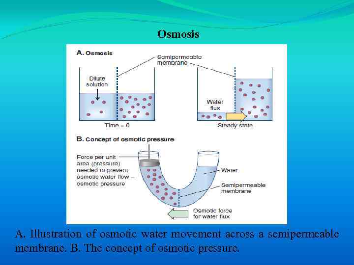 Osmosis A. Illustration of osmotic water movement across a semipermeable membrane. B. The concept