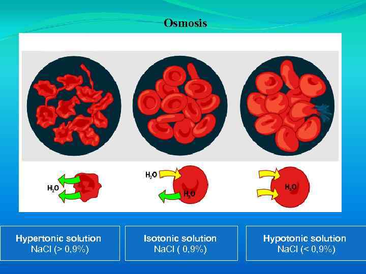 Osmosis Hypertonic solution Na. Cl (> 0, 9%) Isotonic solution Na. Cl ( 0,