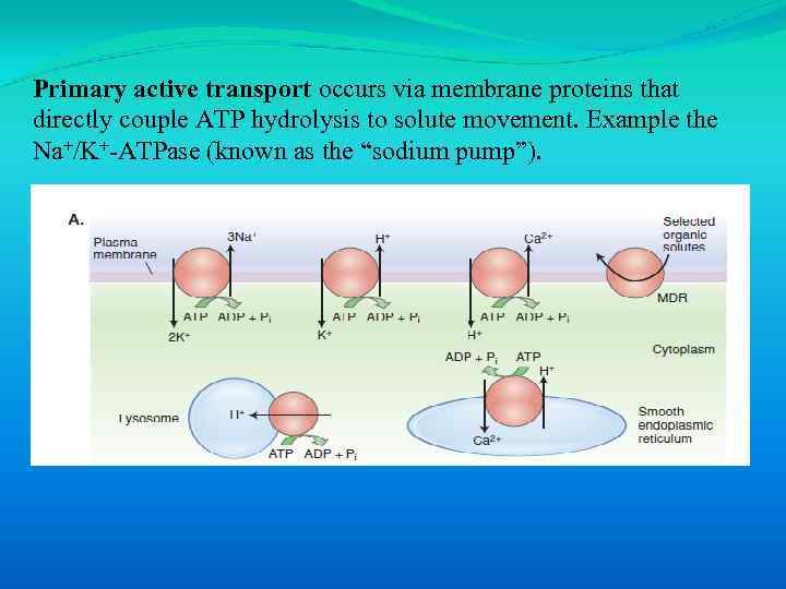 Primary active transport occurs via membrane proteins that directly couple ATP hydrolysis to solute