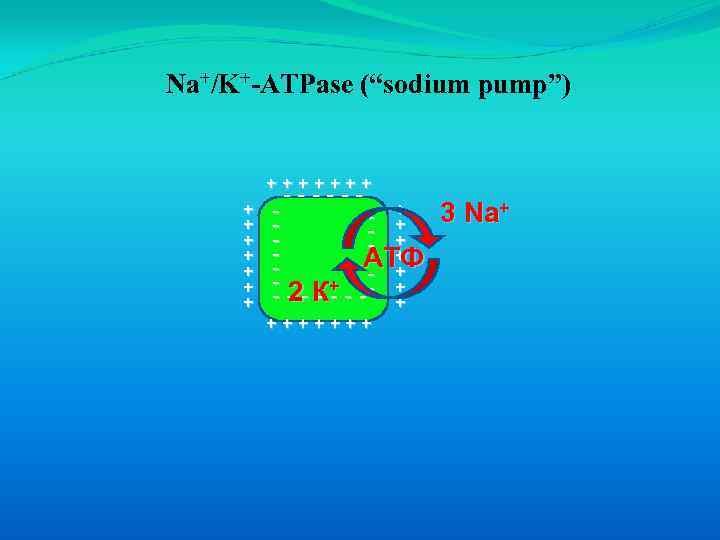 Na+/K+-ATPase (“sodium pump”) +++++++ + + + ------ - + 3 Na+ - +