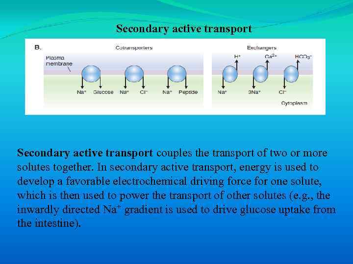 Secondary active transport couples the transport of two or more solutes together. In secondary