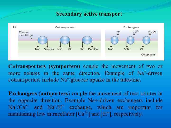 Secondary active transport Cotransporters (symporters) couple the movement of two or more solutes in