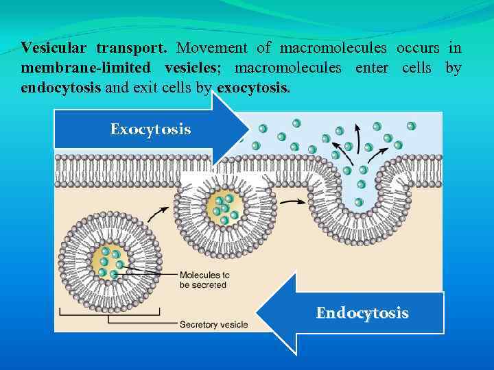 Vesicular transport. Movement of macromolecules occurs in membrane-limited vesicles; macromolecules enter cells by endocytosis