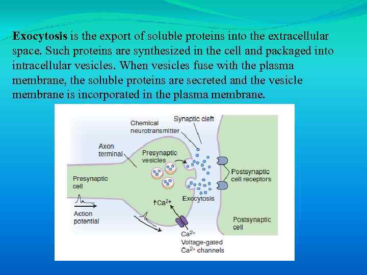 Exocytosis is the export of soluble proteins into the extracellular space. Such proteins are