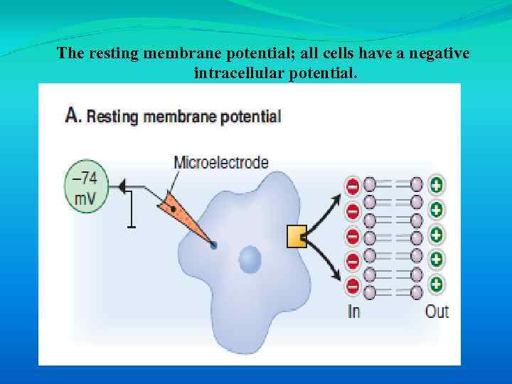 The resting membrane potential; all cells have a negative intracellular potential. 