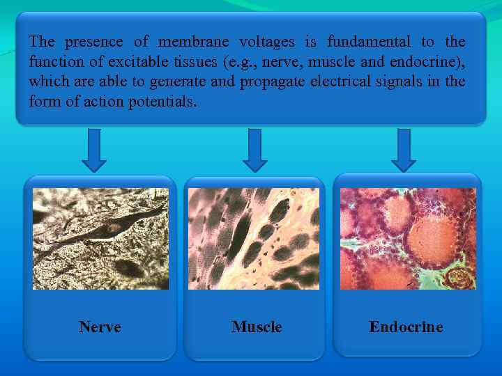 The presence of membrane voltages is fundamental to the function of excitable tissues (e.