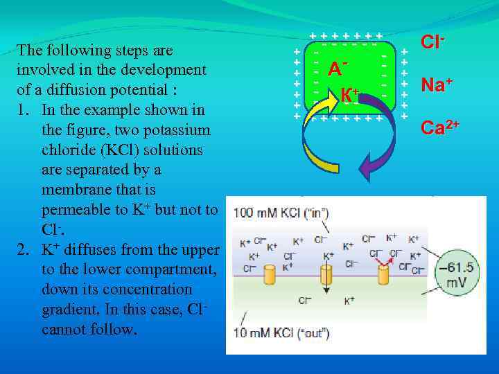 The following steps are involved in the development of a diffusion potential : 1.