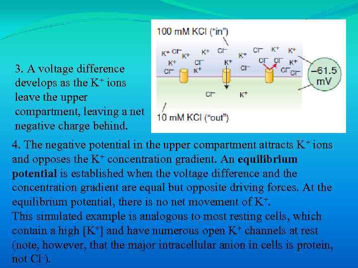 3. A voltage difference develops as the K+ ions leave the upper compartment, leaving