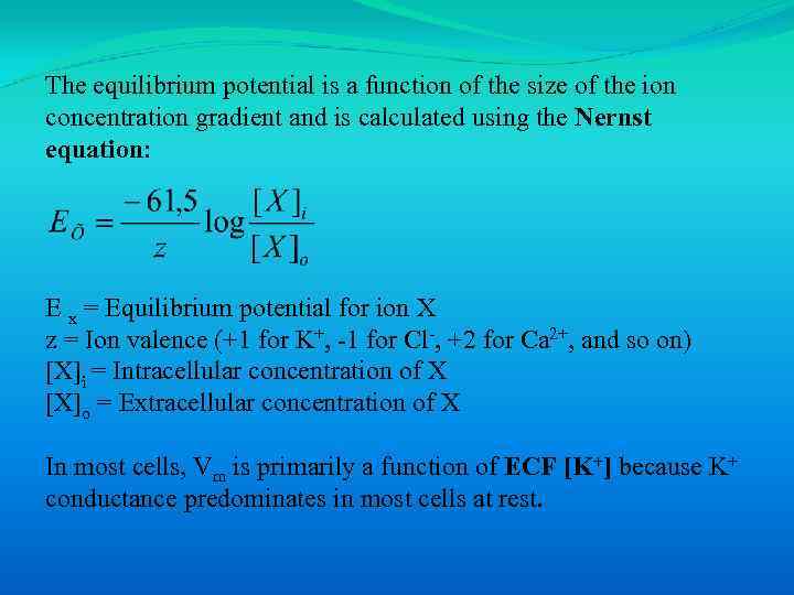 The equilibrium potential is a function of the size of the ion concentration gradient