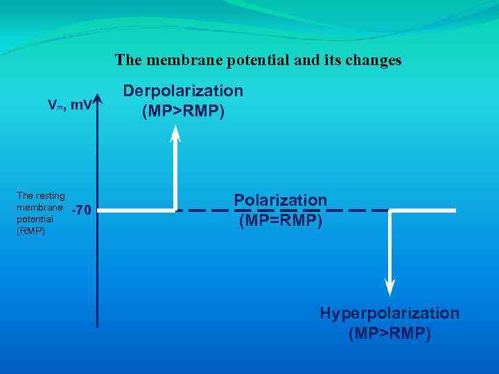 The membrane potential and its changes Vm, m. V The resting membrane potential (RMP)