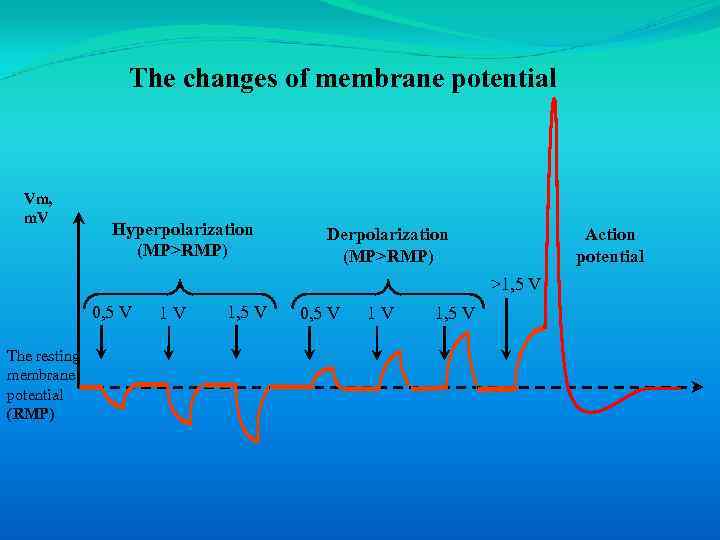 The changes of membrane potential Vm, m. V Hyperpolarization (MP>RMP) Derpolarization (MP>RMP) Action potential