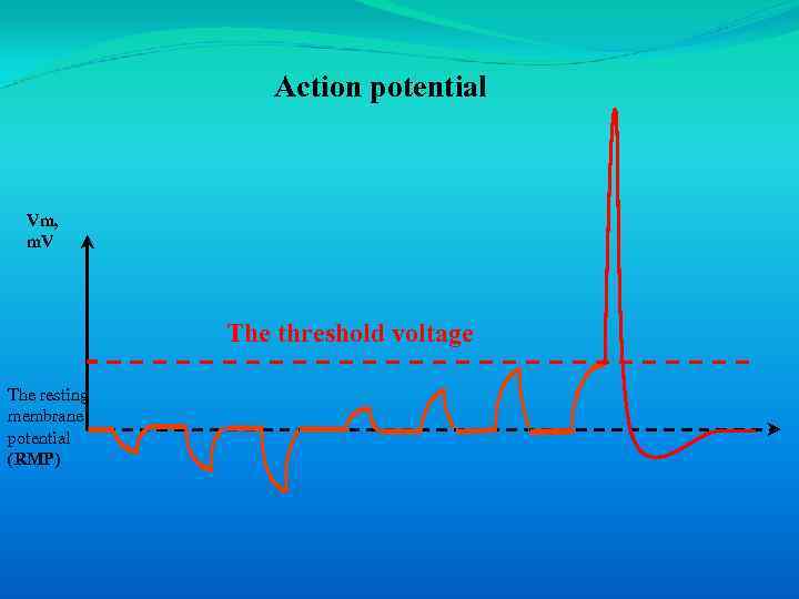 Action potential Vm, m. V The threshold voltage The resting membrane potential (RMP) 