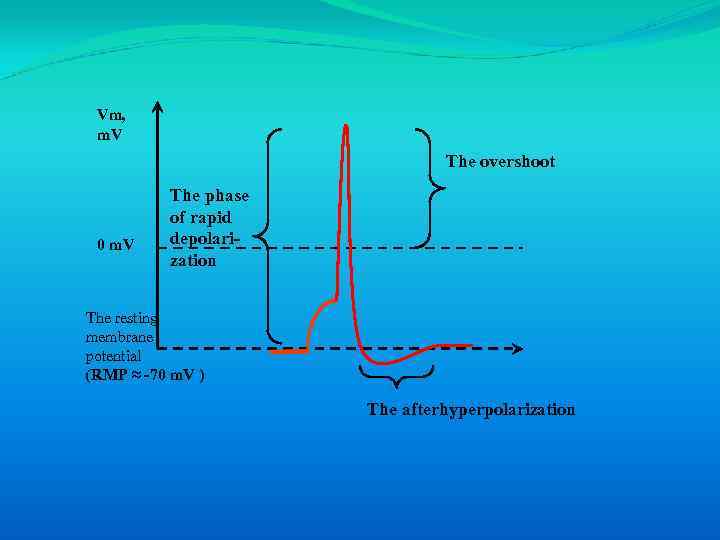 Vm, m. V The overshoot 0 m. V The phase of rapid depolarization The