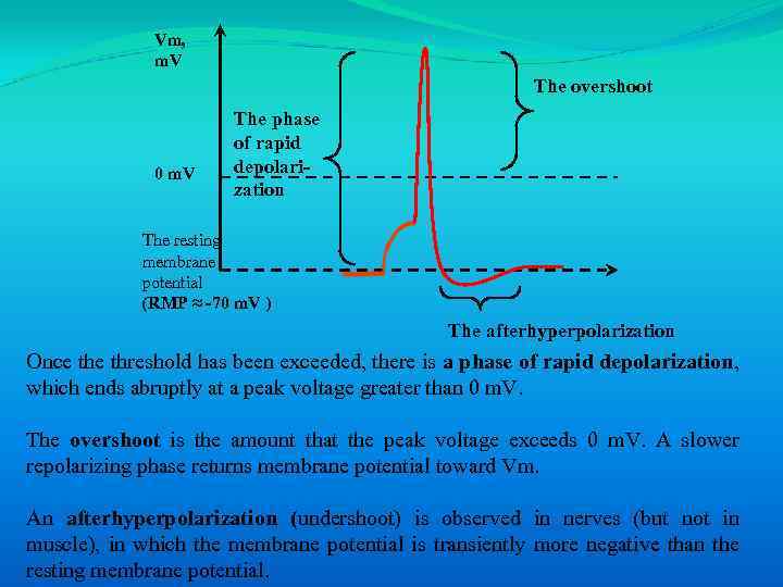 Vm, m. V The overshoot 0 m. V The phase of rapid depolarization The