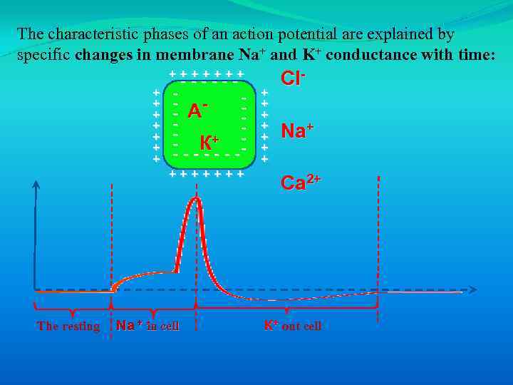 The characteristic phases of an action potential are explained by specific changes in membrane