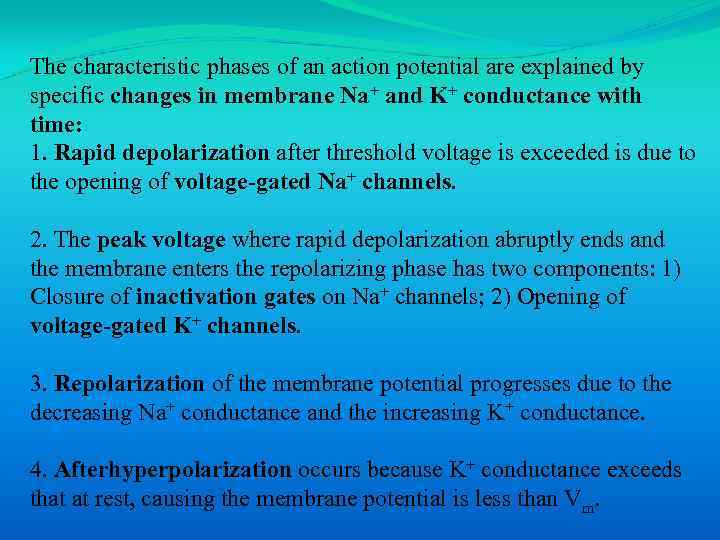 The characteristic phases of an action potential are explained by specific changes in membrane