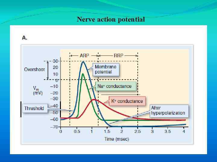 Nerve action potential 