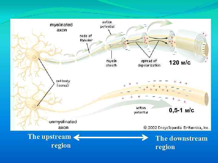 120 м/с 0, 5 -1 м/с The upstream region The downstream region 