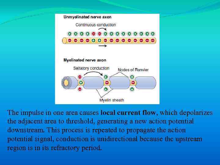 The impulse in one area causes local current flow, which depolarizes the adjacent area